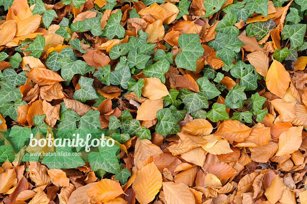 466014 - Common ivy (Hedera helix)