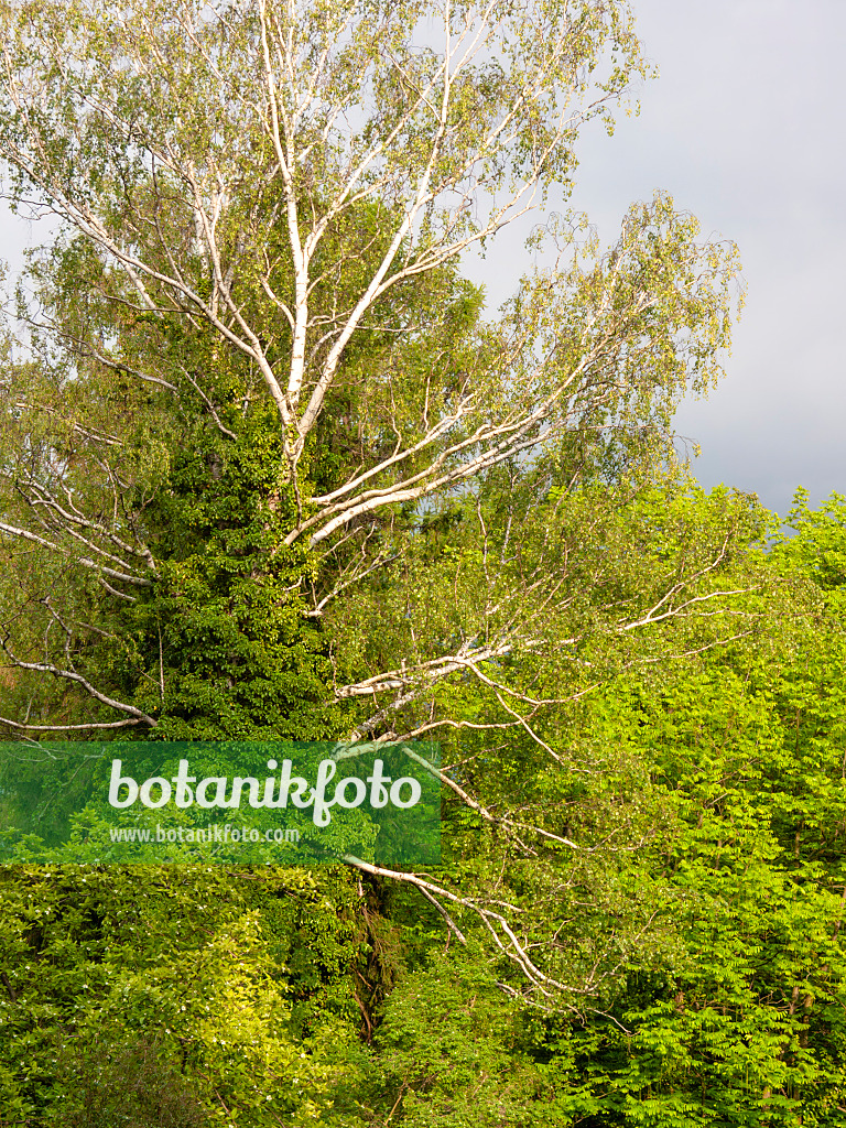 413039 - Common ivy (Hedera helix) and birch (Betula)