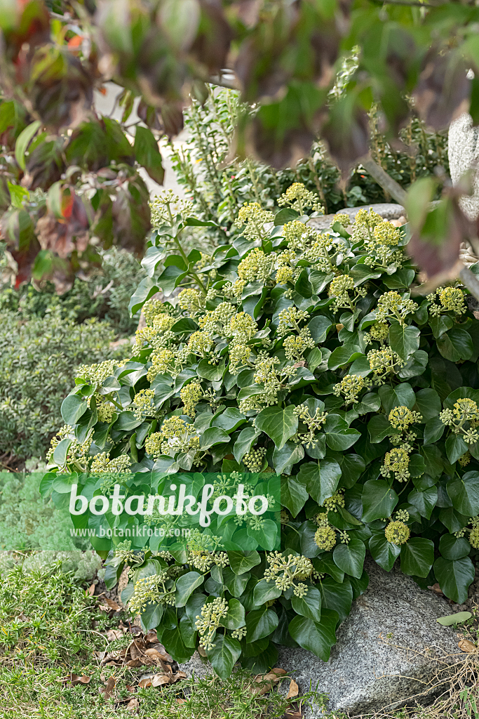664165 - Common ivy (Hedera helix 'Arbori Compact')