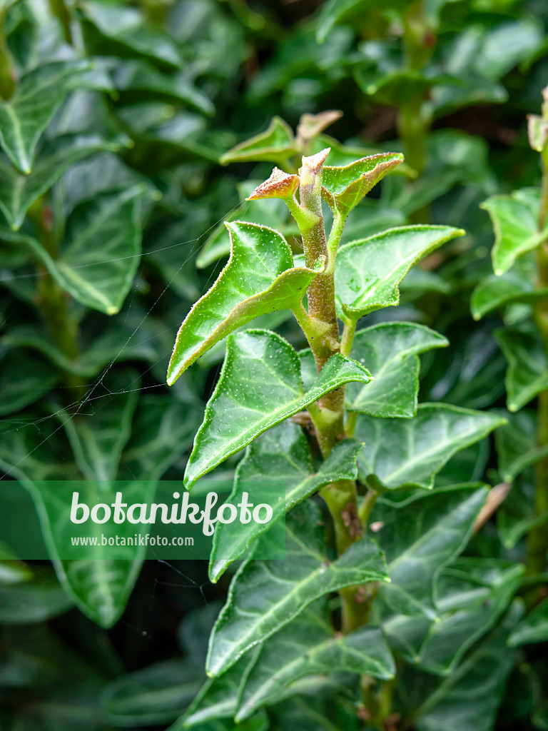 462196 - Common ivy (Hedera helix 'Conglomerata Erecta')