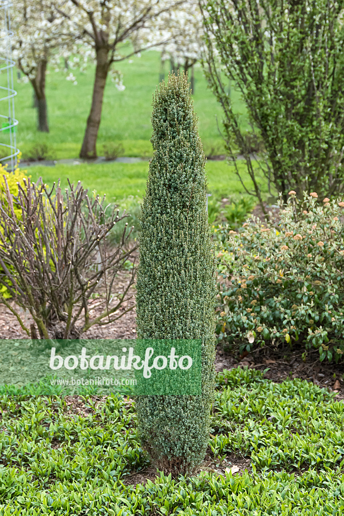 651353 - Common juniper (Juniperus communis 'Compressa')