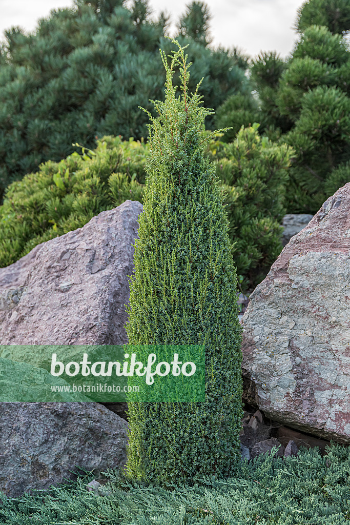 651354 - Common juniper (Juniperus communis 'Compressa')