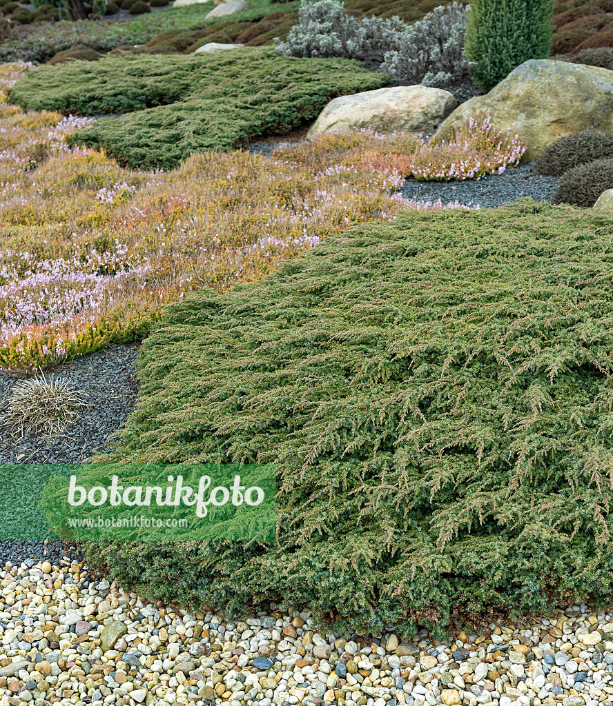 651355 - Common juniper (Juniperus communis 'Green Carpet')