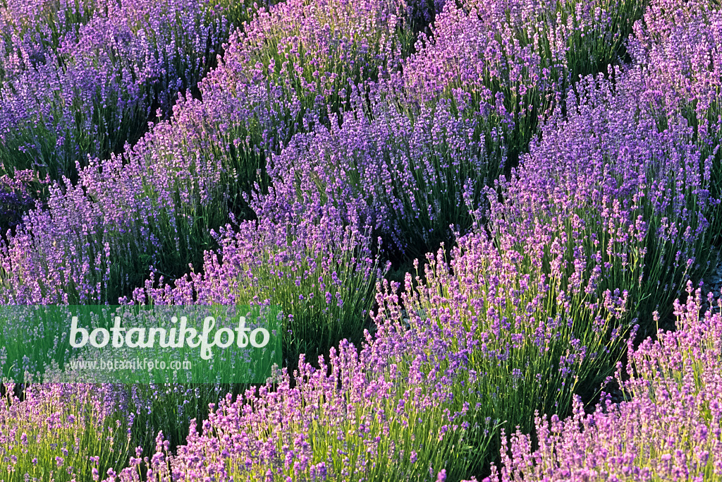 379093 - Common lavender (Lavandula angustifolia)
