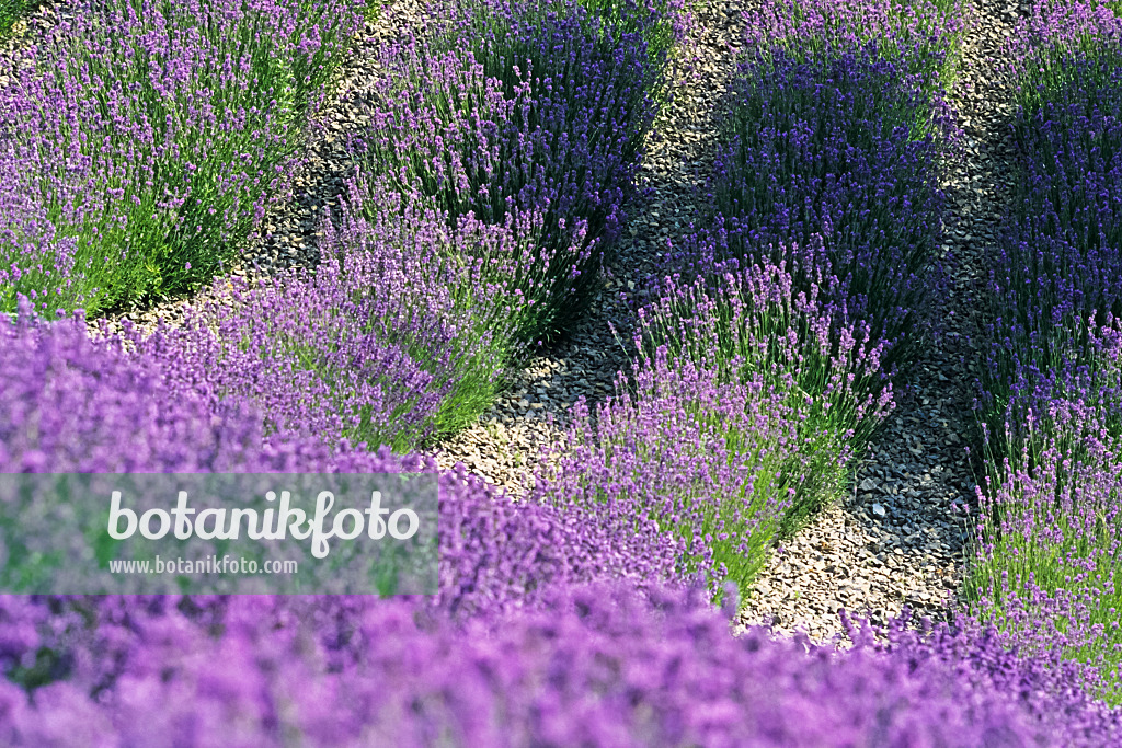 380002 - Common lavender (Lavandula angustifolia)