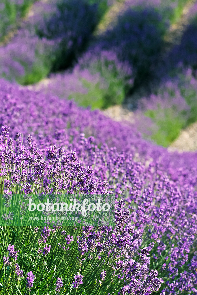 380003 - Common lavender (Lavandula angustifolia)