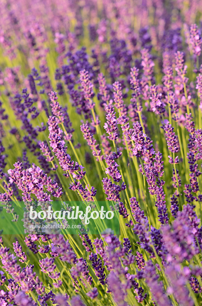534092 - Common lavender (Lavandula angustifolia 'Dwarf Blue')