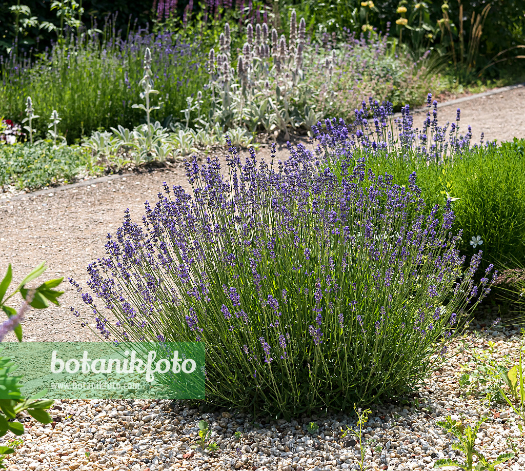 651361 - Common lavender (Lavandula angustifolia 'Hidcote')