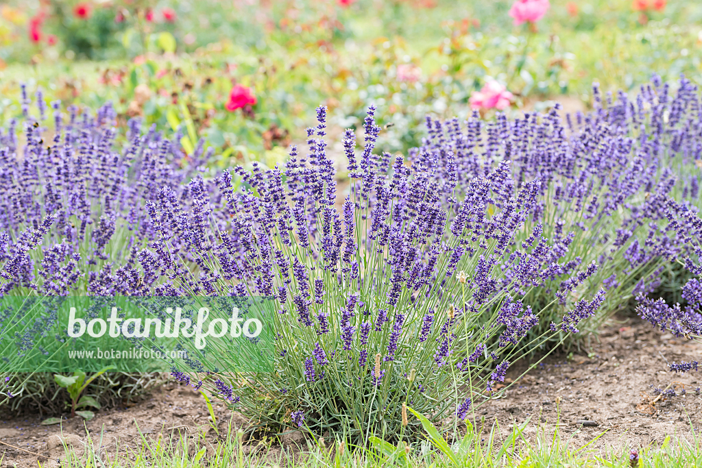 664223 - Common lavender (Lavandula angustifolia 'Hidcote')