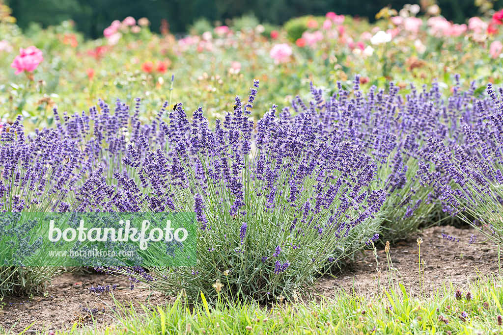 664224 - Common lavender (Lavandula angustifolia 'Hidcote')