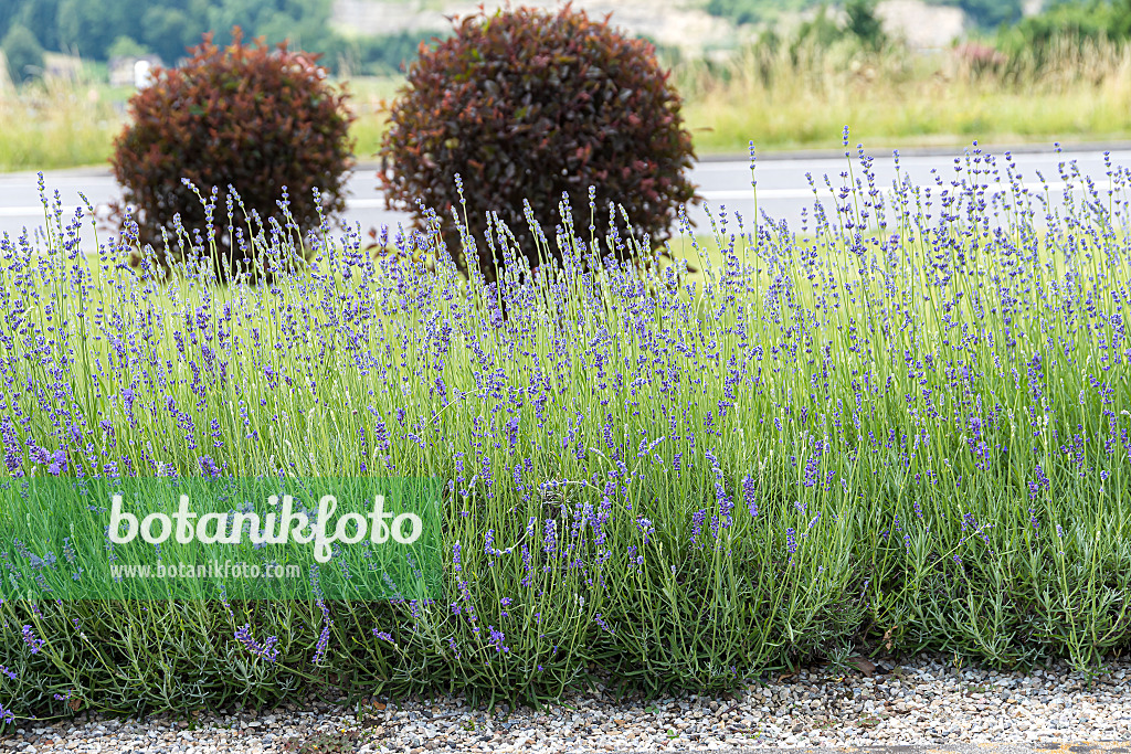 651362 - Common lavender (Lavandula angustifolia 'Siesta')