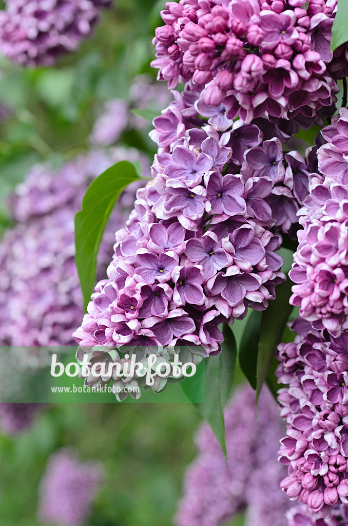 496007 - Common lilac (Syringa vulgaris 'Gilbert')