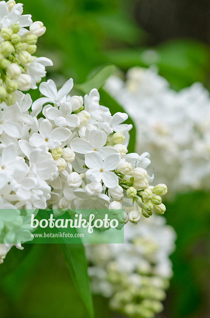 520116 - Common lilac (Syringa vulgaris 'Königin Luise')