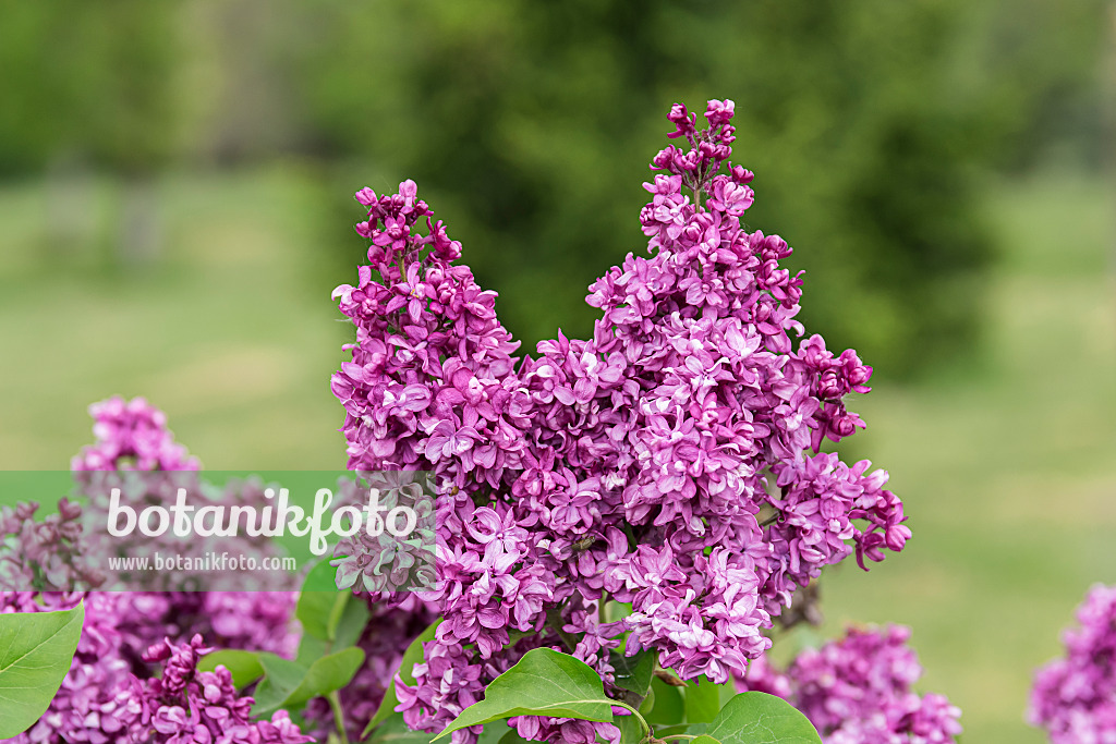 651546 - Common lilac (Syringa vulgaris 'Mrs. Edward Harding')