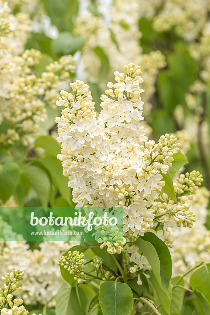 625382 - Common lilac (Syringa vulgaris 'Primrose')