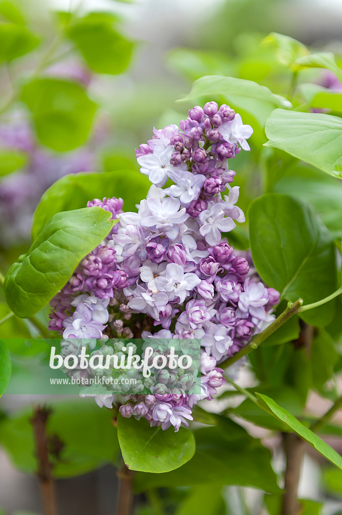 664454 - Common lilac (Syringa vulgaris 'Taras Bulba')