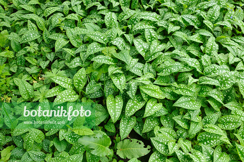 484203 - Common lungwort (Pulmonaria officinalis)