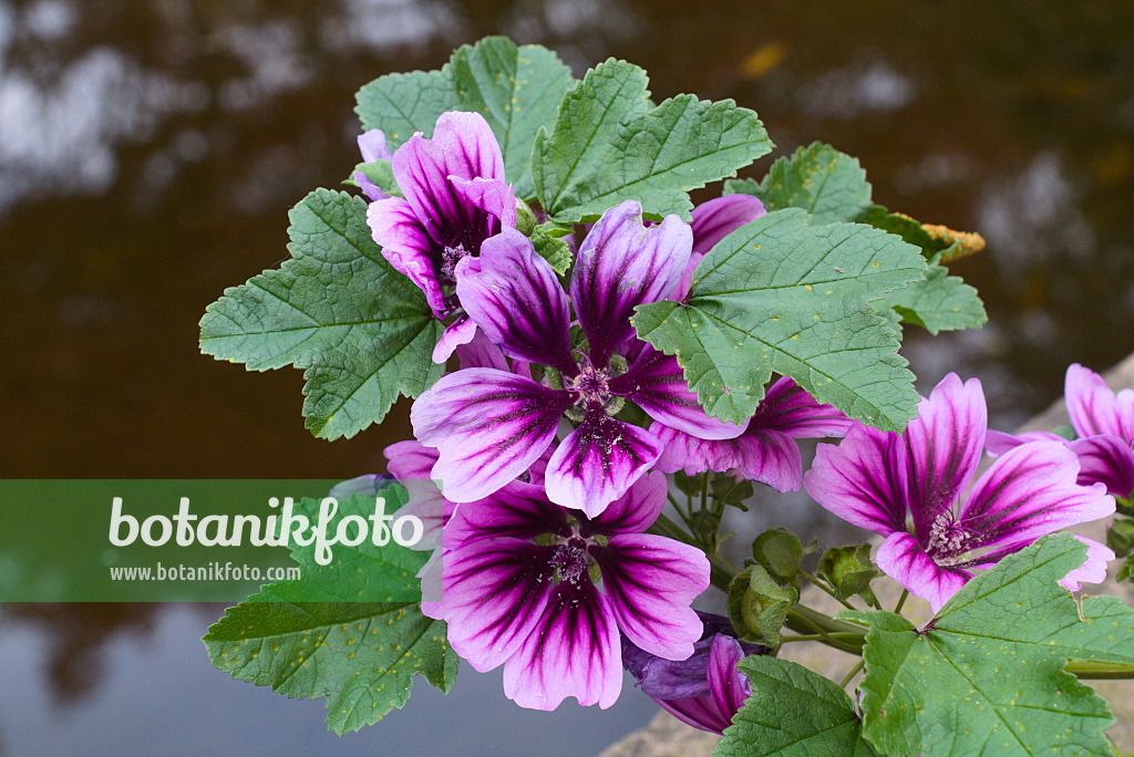 672014 - Common mallow (Malva sylvestris var. mauritiana)