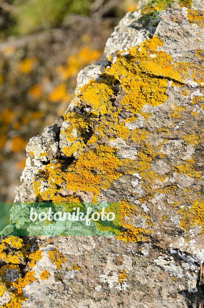 564154 - Common orange lichen (Xanthoria parietina)