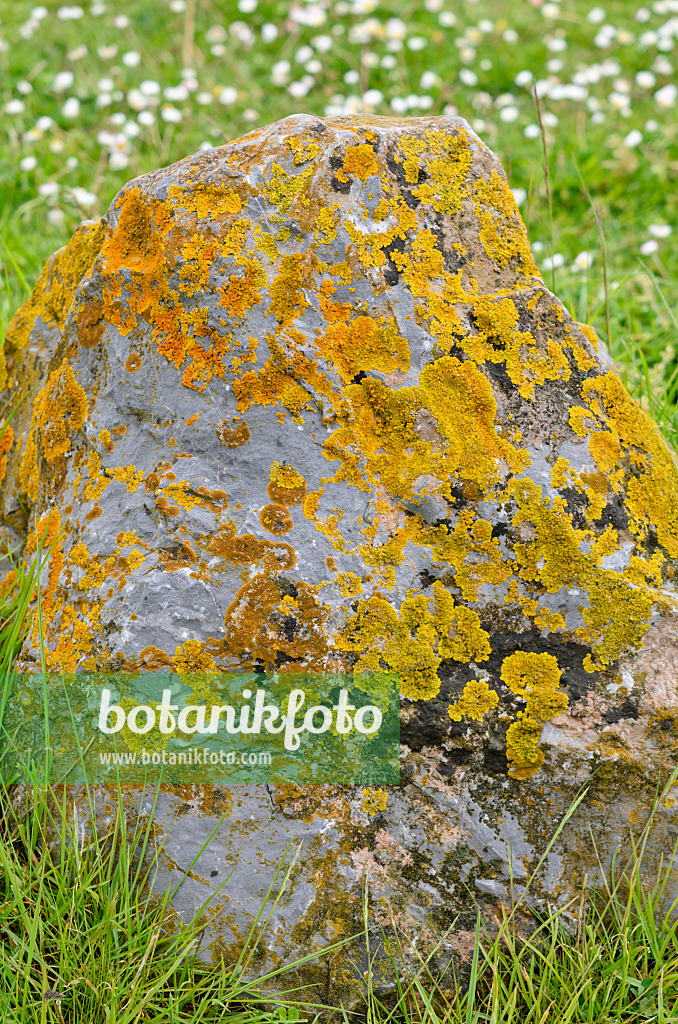 533388 - Common orange lichen (Xanthoria parietina) on a stone
