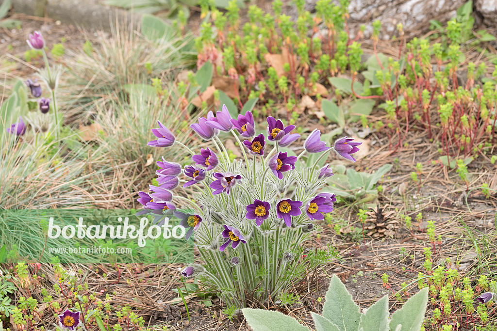 664349 - Common pasque flower (Pulsatilla vulgaris)