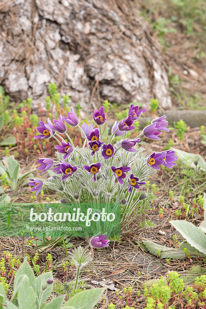 664350 - Common pasque flower (Pulsatilla vulgaris)