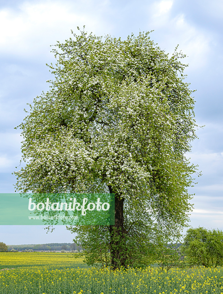 651455 - Common pear (Pyrus communis)