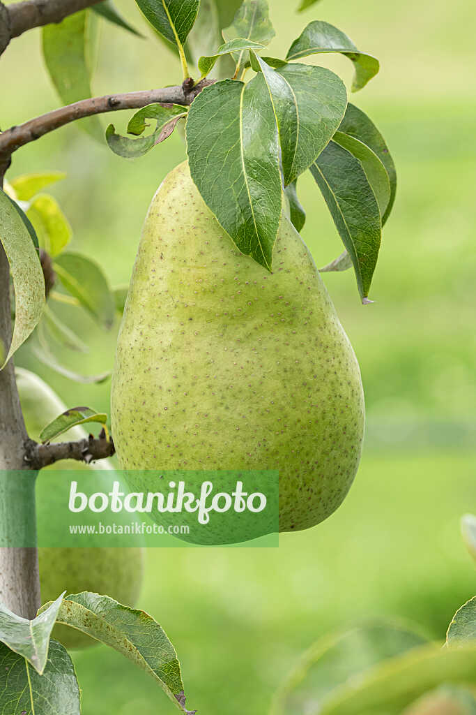 675308 - Common pear (Pyrus communis 'Amfora')