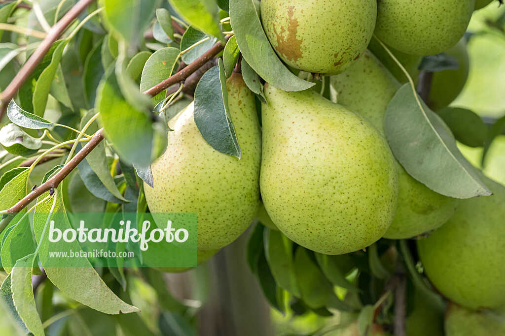 675336 - Common pear (Pyrus communis 'Armida')