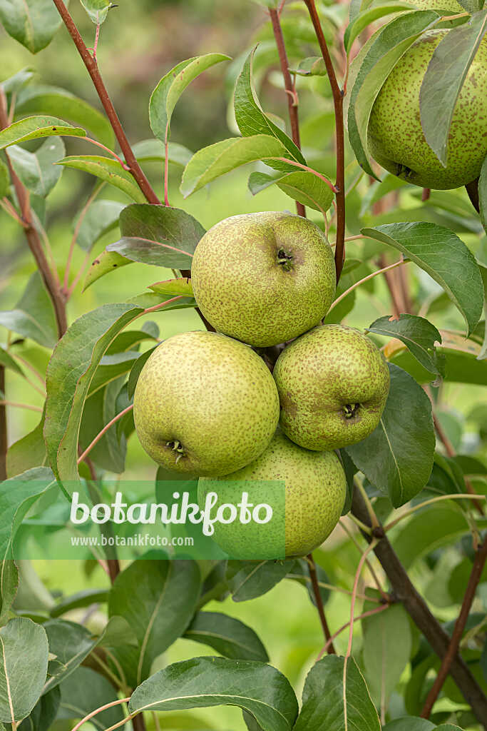 675309 - Common pear (Pyrus communis 'Bergamot d'Esperen')