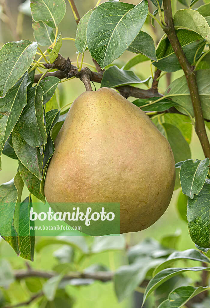 675311 - Common pear (Pyrus communis 'Broncet')