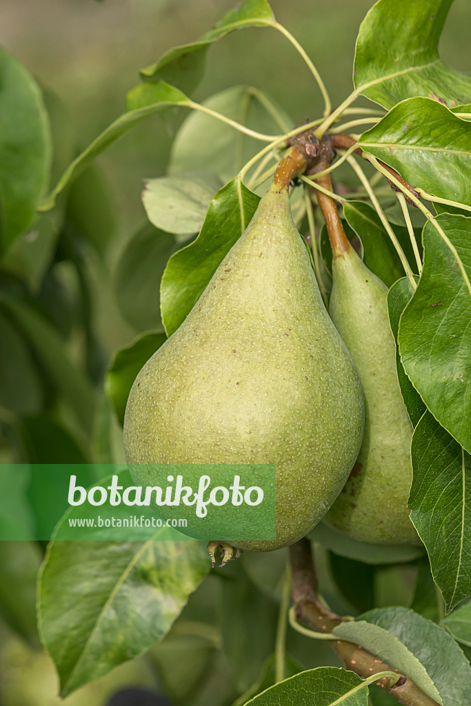 664353 - Common pear (Pyrus communis 'Condo')