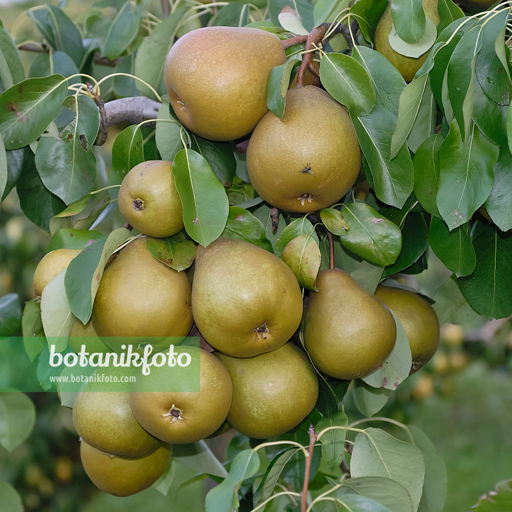 471449 - Common pear (Pyrus communis 'Gellerts Butterbirne')