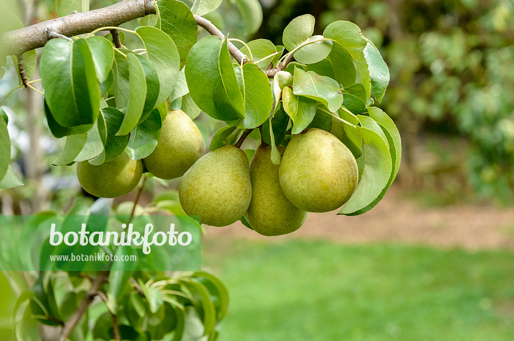 593171 - Common pear (Pyrus communis 'Gellerts Butterbirne')