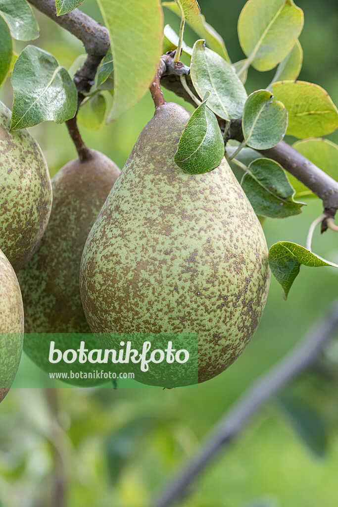 675335 - Common pear (Pyrus communis 'Gräfin von Paris')