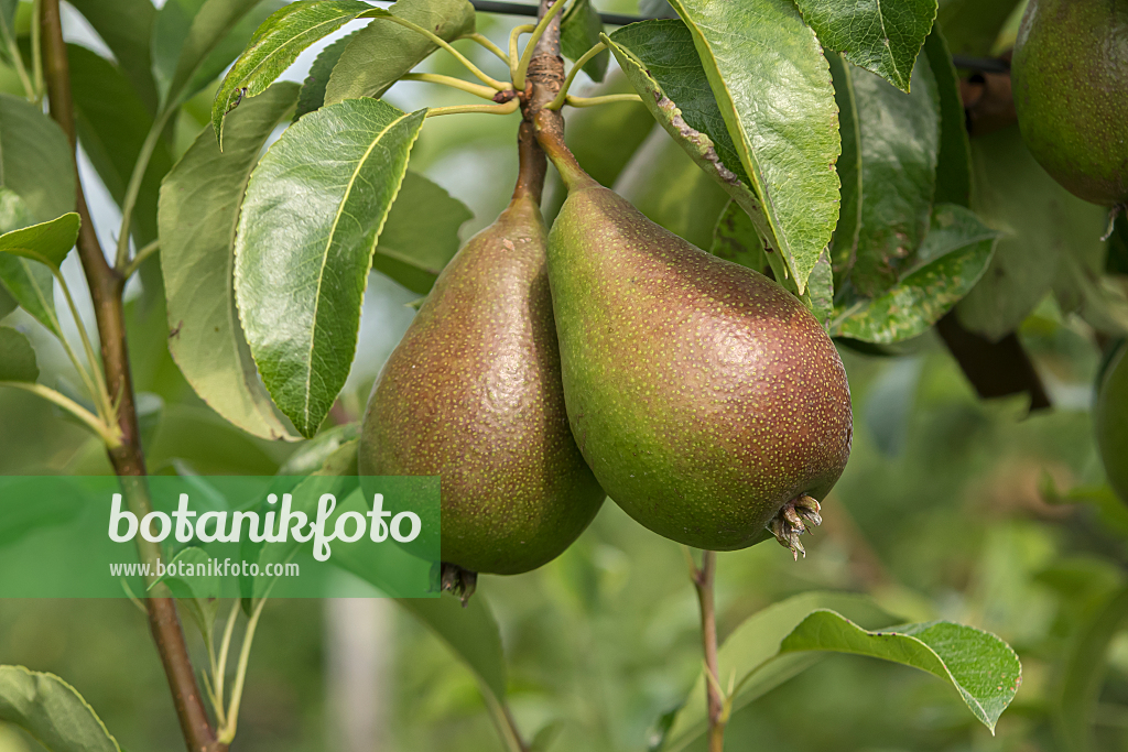 664360 - Common pear (Pyrus communis 'Gute Luise von Avranches')