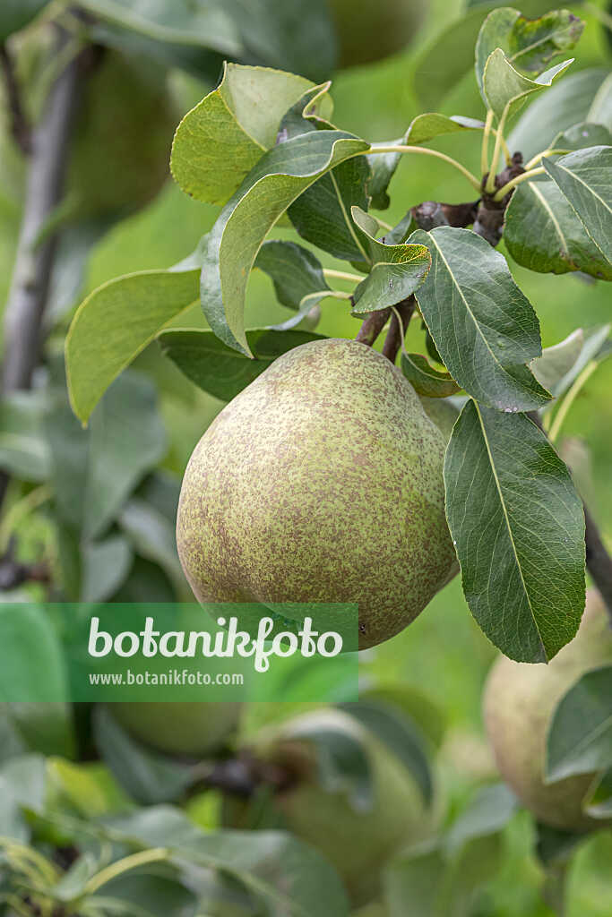 675320 - Common pear (Pyrus communis 'Jeanne d'Arc')