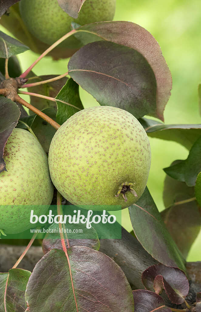 675321 - Common pear (Pyrus communis 'Karcherbirne')