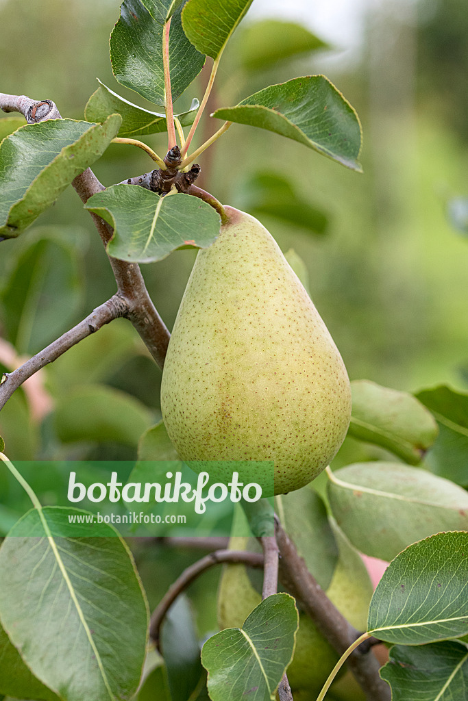 625335 - Common pear (Pyrus communis 'Pastorenbirne')