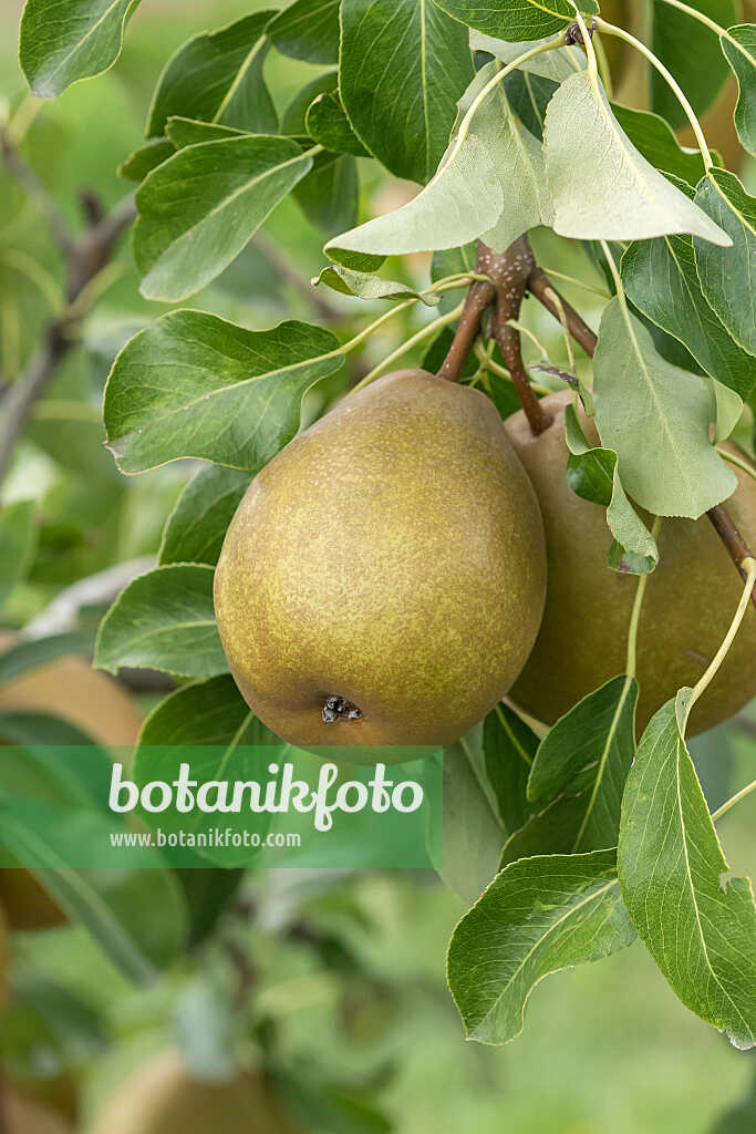 675327 - Common pear (Pyrus communis 'Président Héron')