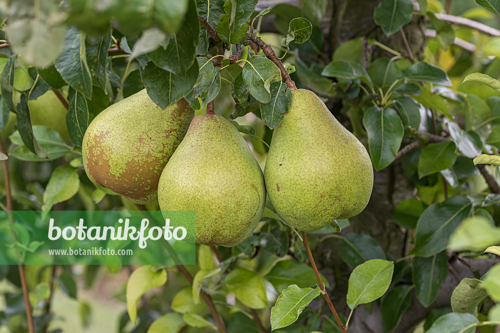 616118 - Common pear (Pyrus communis 'Vereinsdechantbirne')