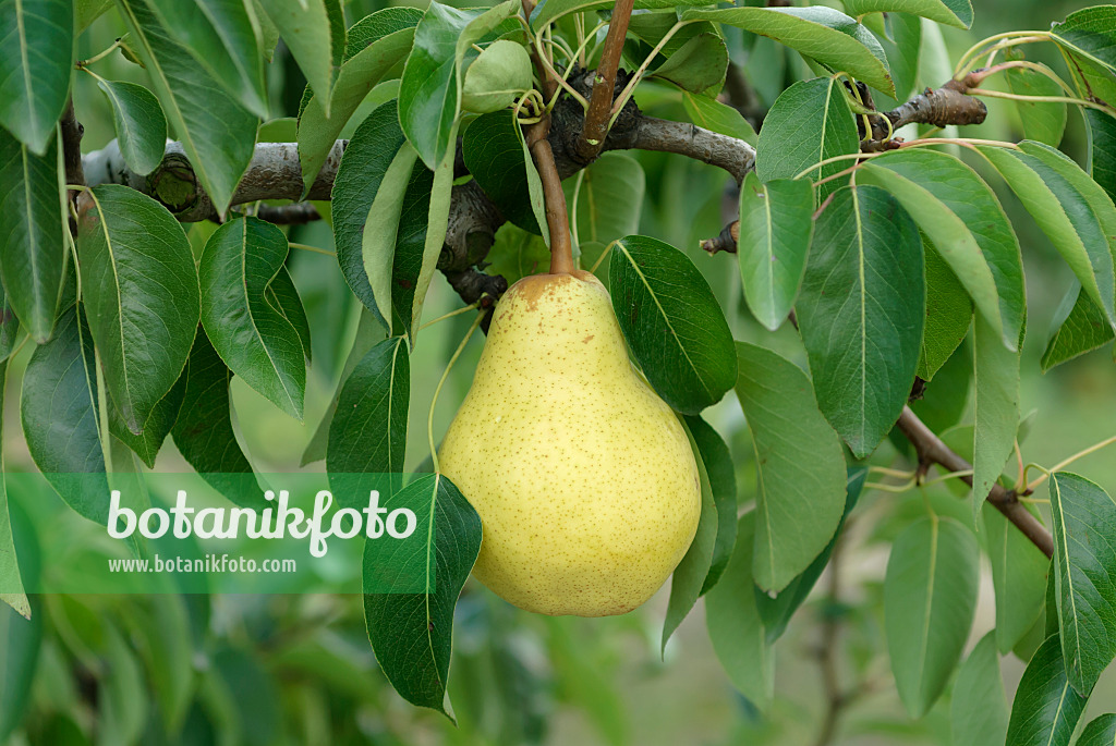 635153 - Common pear (Pyrus communis 'Williams Christ')