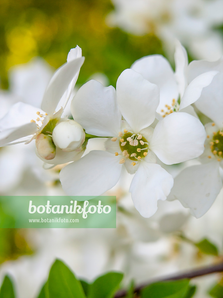 448036 - Common pearl bush (Exochorda racemosa)