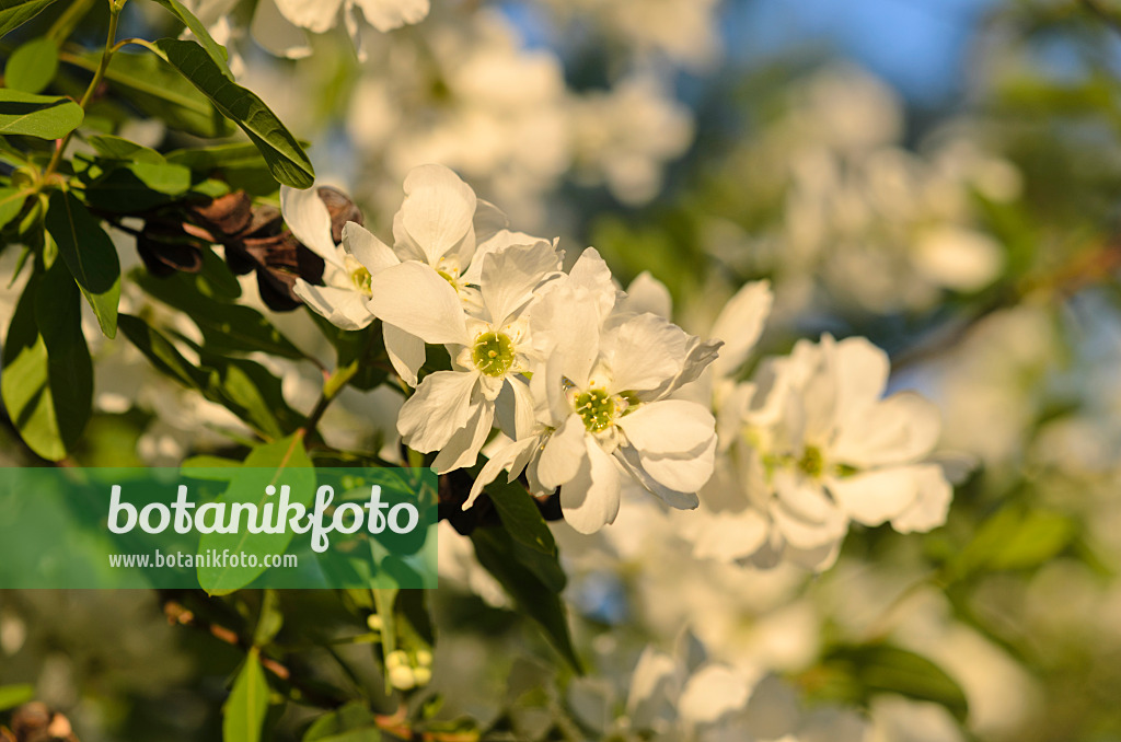 544033 - Common pearl bush (Exochorda racemosa)