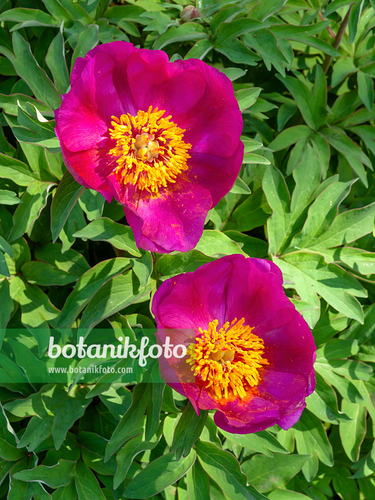 437240 - Common peony (Paeonia officinalis)