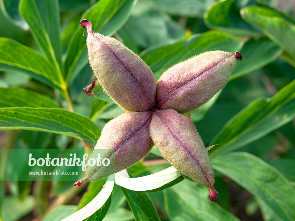 438275 - Common peony (Paeonia officinalis)