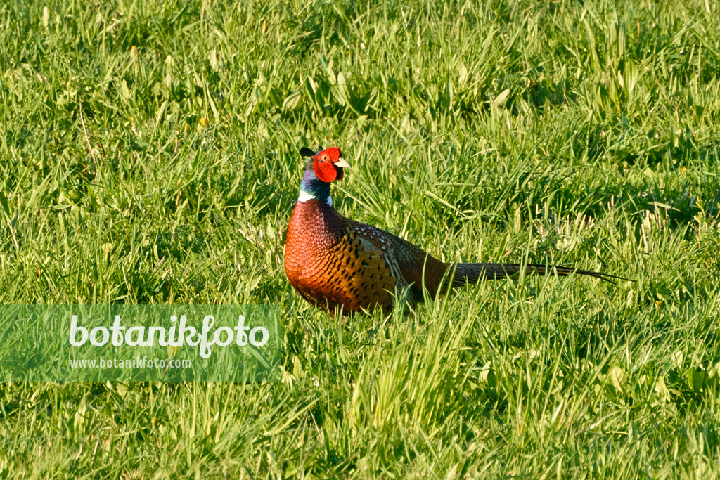 555091 - Common pheasant (Phasianus colchicus)