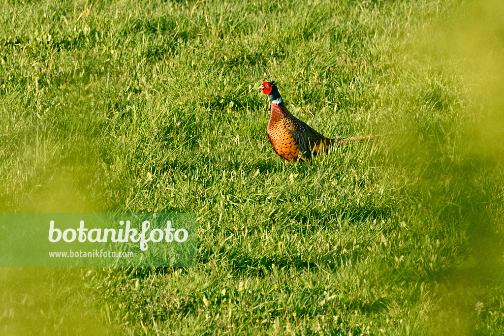 555092 - Common pheasant (Phasianus colchicus)