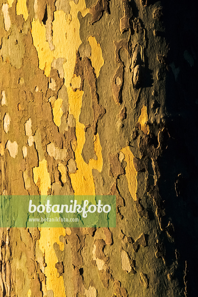 368065 - Common plane (Platanus x hispanica)