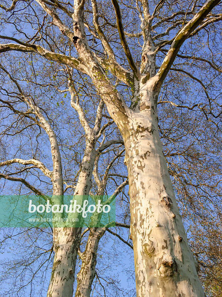 412067 - Common plane (Platanus x hispanica)